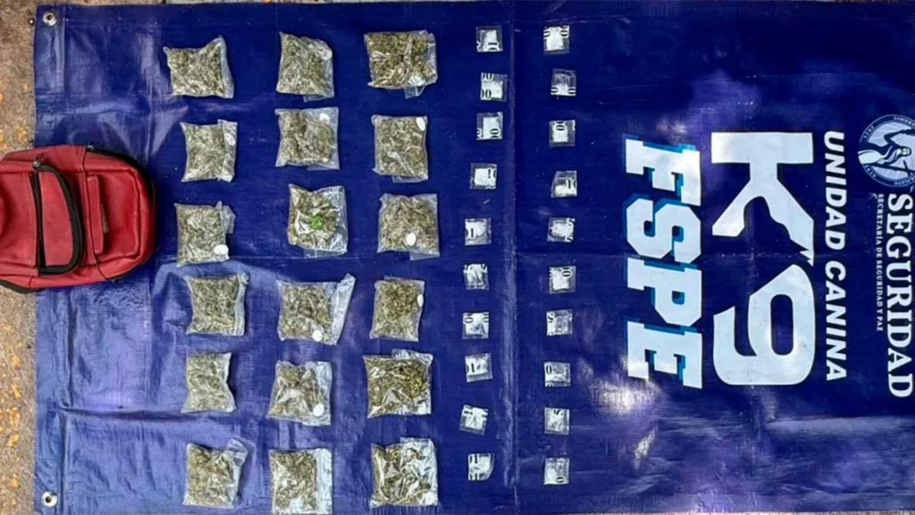 Lindavista: Binomio canino Orkan encuentra droga en operativo