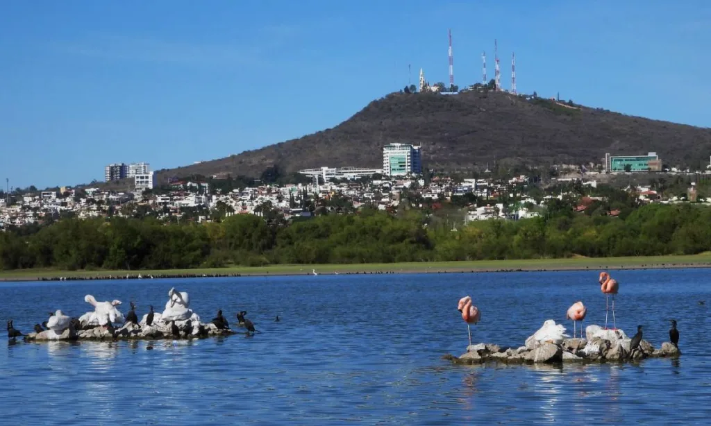 Llegan aves migratorias a la presa El Palote. Fotos: Luis Mauricio Mena Páramo