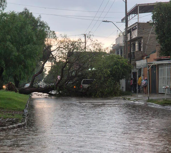 León: Lluvias intensas provocan caída de árbol y caos vial en varias zonas
