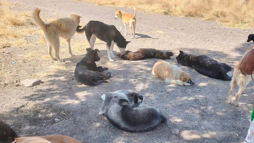 Albergue canino Goyito: Identifican donador de alimento envenenado